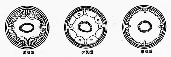 线虫的肌型