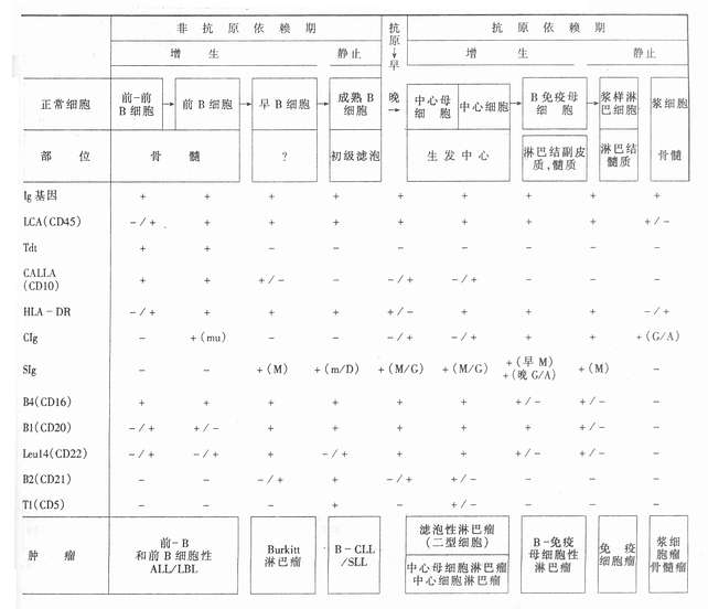 T淋巴细胞
